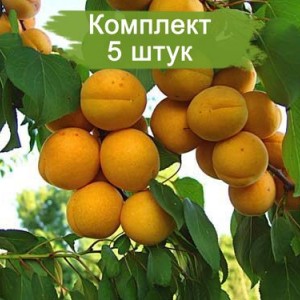 Комплект 5шт / Абрикос Саянский (обычный) (Предзаказ)