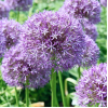 Комплект 5шт  / Аллиум Пинбол Визард