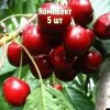 Комплект 5шт / Черешня Амулет: фото и описание