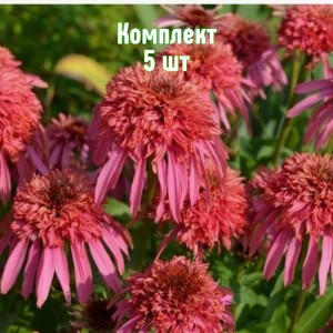 Комплект 5шт / Эхинацея Гуава Айс
