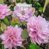Комплект 5шт / Клематис Виолет Элизабет: фото и описание