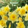 Комплект 5шт / Нарцисс Карлтон: фото и описание