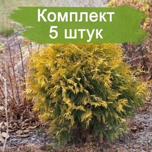 Комплект 5шт / Туя Глобоза Ауреа (шаровидная) (Предзаказ)