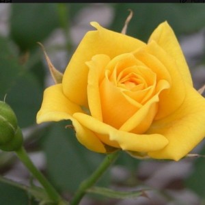 Роза Латина (чайно-гибридная)