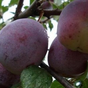 Слива Волгоградская