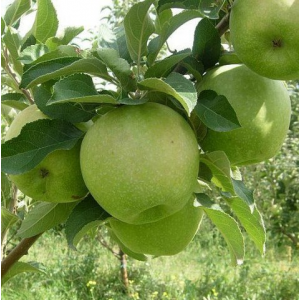 Яблоня Гренни Смит (Предзаказ)